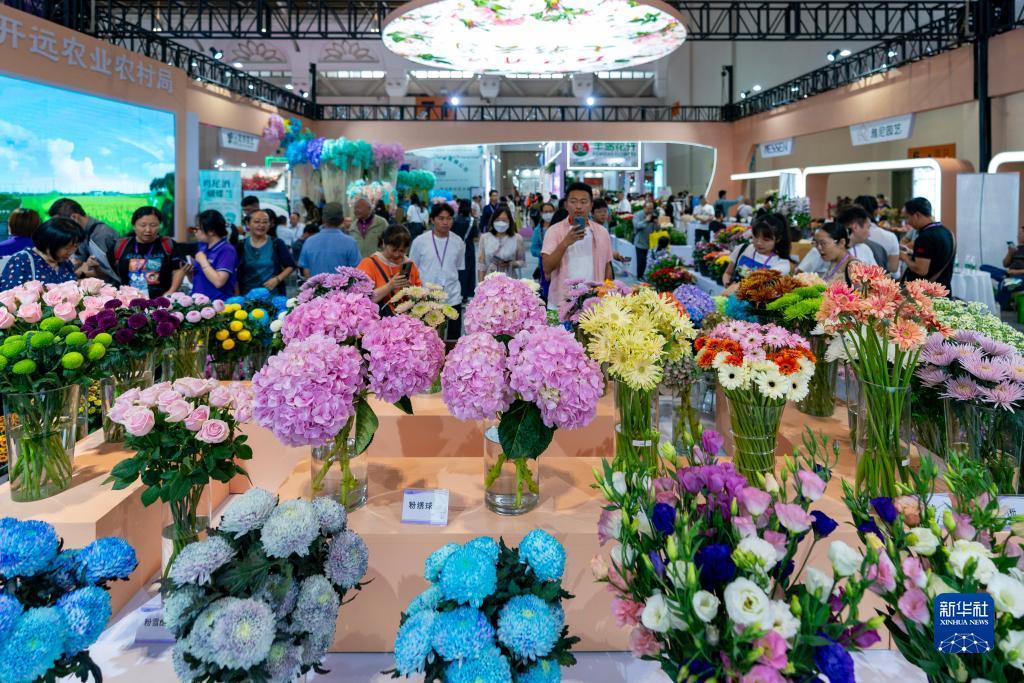 7249金沙怎么打不开